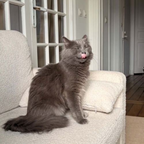 Loulou beau chat gris poils mi-longs #1