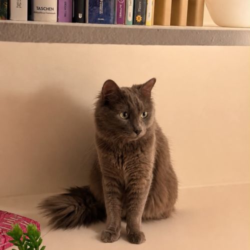 Loulou beau chat gris poils mi-longs #2