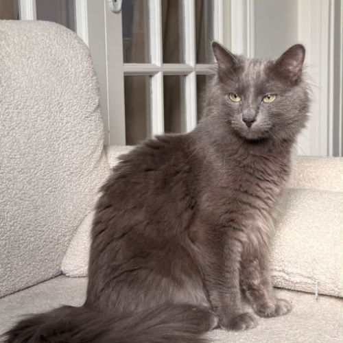 Loulou beau chat gris poils mi-longs #3