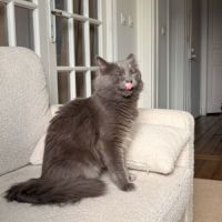 Loulou beau chat gris poils mi-longs #1