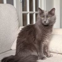 Loulou beau chat gris poils mi-longs #3