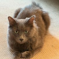 Loulou beau chat gris poils mi-longs