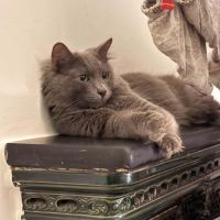 Loulou beau chat gris poils mi-longs #5
