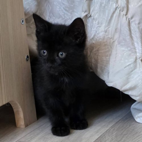 Onyx, adorable chaton à l'adoption #1