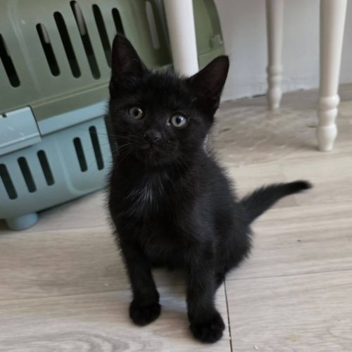Onyx, adorable chaton à l'adoption #0