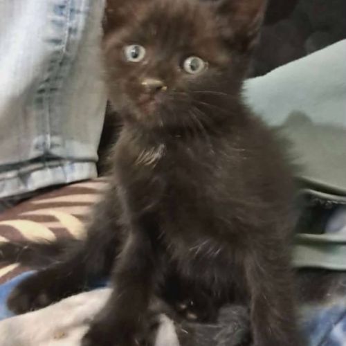 Onyx, adorable chaton à l'adoption #3