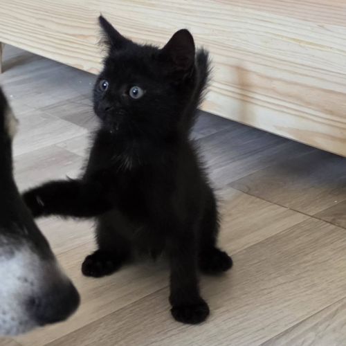 Onyx, adorable chaton à l'adoption #4