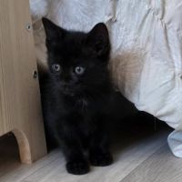 Onyx, adorable chaton à l'adoption #1