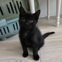 Onyx, adorable chaton à l'adoption