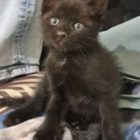 Onyx, adorable chaton à l'adoption #3