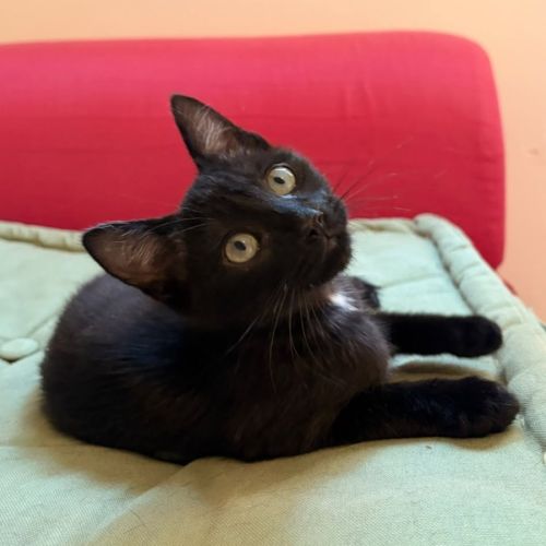 Carapuce, adorable chaton à l'adoption