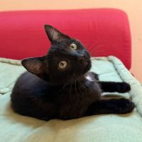 Carapuce, adorable chaton à l'adoption