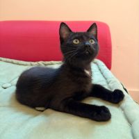 Carapuce, adorable chaton à l'adoption #2