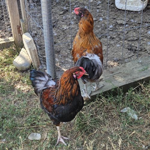2 coq +1 coq naine