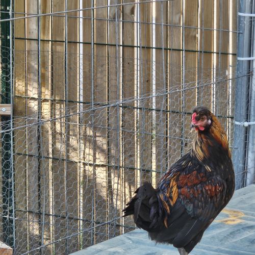 2 coq +1 coq naine #2