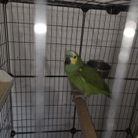 Amazone a front bleue a vendre #0
