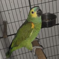 Amazone a front bleue a vendre #2