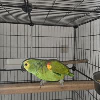 Amazone a front bleue a vendre #3