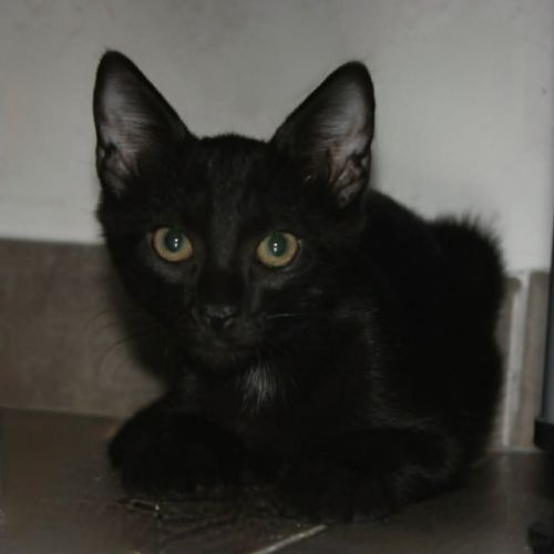 Bounty, adorable chaton à l'adoption #2