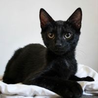 Bounty, adorable chaton à l'adoption