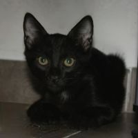 Bounty, adorable chaton à l'adoption #2