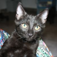 Bounty, adorable chaton à l'adoption #3
