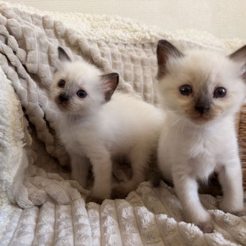 Chatons ragdoll loof #1