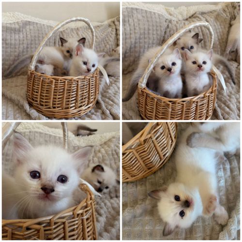 Chatons ragdoll loof
