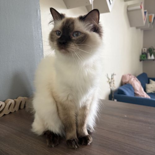 Chatons ragdoll loof #6