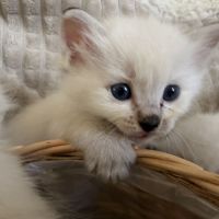 Chatons ragdoll loof #4