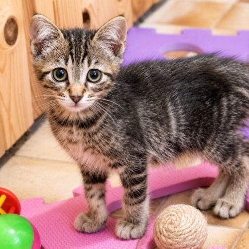 Chaton mignon #0