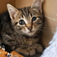 Chaton mignon #2