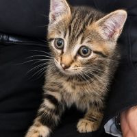 Chaton mignon #3