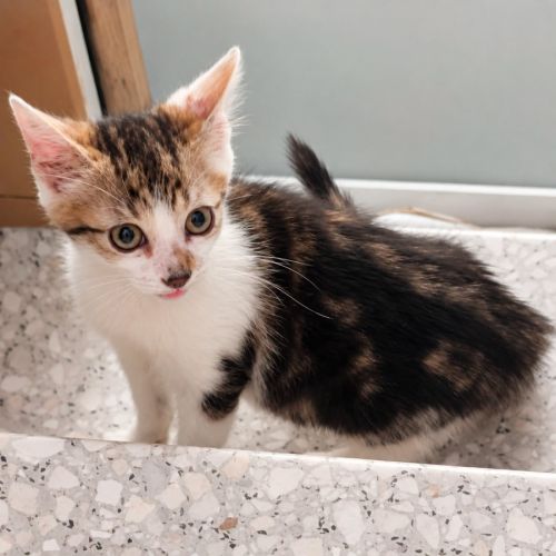 Chaton jimbo
