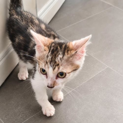 Chaton jimbo #3