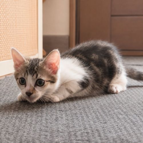 Chaton jimbo #4