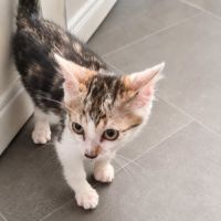 Chaton jimbo #3