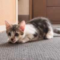 Chaton jimbo #4