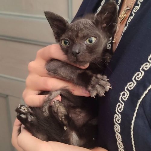 Chaton acti #1