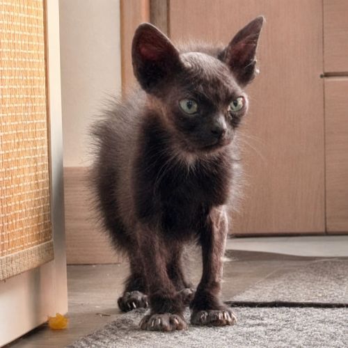 Chaton acti