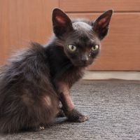 Chaton acti #3