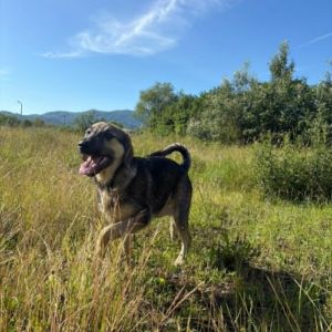 Brother a été abandonné, à l'adoption