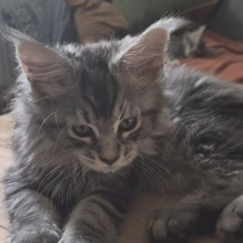 Sublime chaton femelle black silver #1
