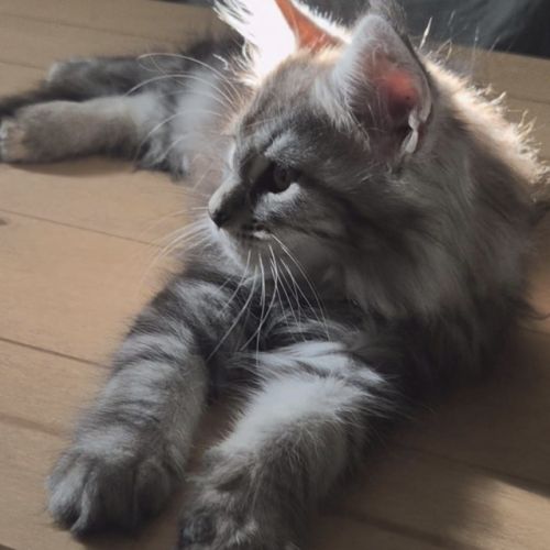 Sublime chaton femelle black silver #3