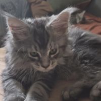 Sublime chaton femelle black silver #1