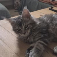 Sublime chaton femelle black silver #2