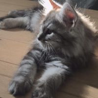 Sublime chaton femelle black silver #3
