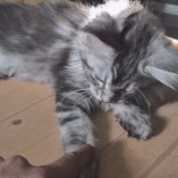 Sublime chaton femelle black silver #4
