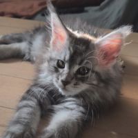 Sublime chaton femelle black silver