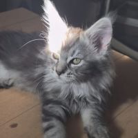 Sublime chaton femelle black silver #6